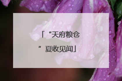 “天府粮仓”夏收见闻