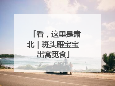看，这里是肃北｜斑头雁宝宝出窝觅食
