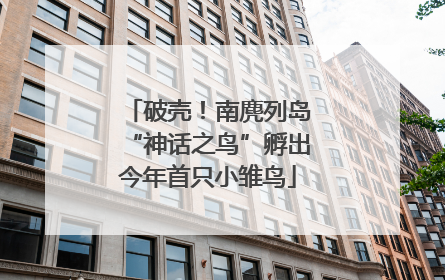 破壳！南麂列岛“神话之鸟”孵出今年首只小雏鸟