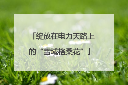 绽放在电力天路上的“雪域格桑花”