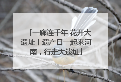 一廊连千年 花开大遗址丨遗产日一起来河南，行走大遗址