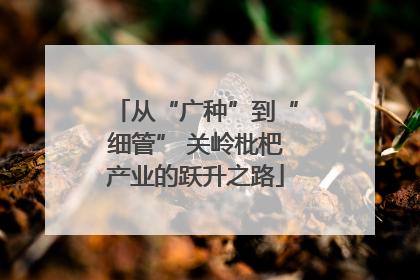 从“广种”到“细管” 关岭枇杷产业的跃升之路