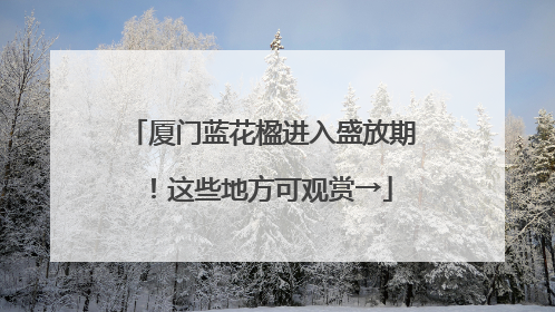 厦门蓝花楹进入盛放期！这些地方可观赏→