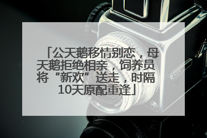 公天鹅移情别恋，母天鹅拒绝相亲，饲养员将“新欢”送走，时隔10天原配重逢