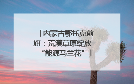 内蒙古鄂托克前旗：荒漠草原绽放“能源马兰花”
