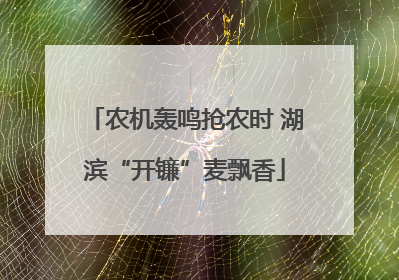 农机轰鸣抢农时 湖滨“开镰”麦飘香