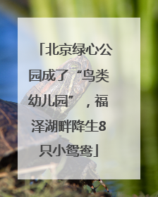 北京绿心公园成了“鸟类幼儿园”，福泽湖畔降生8只小鸳鸯