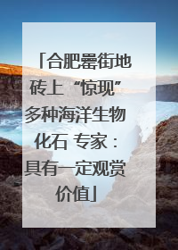 合肥罍街地砖上“惊现”多种海洋生物化石 专家：具有一定观赏价值