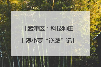 孟津区：科技种田 上演小麦“逆袭”记