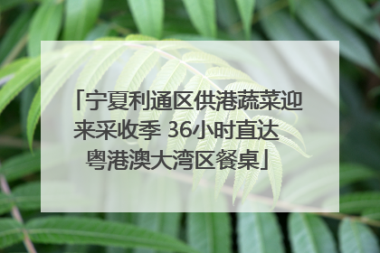 宁夏利通区供港蔬菜迎来采收季 36小时直达粤港澳大湾区餐桌