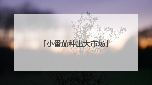 小番茄种出大市场