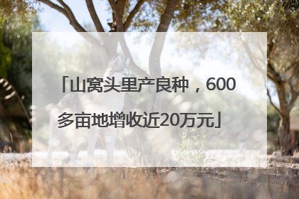 山窝头里产良种，600多亩地增收近20万元