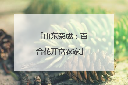 山东荣成：百合花开富农家