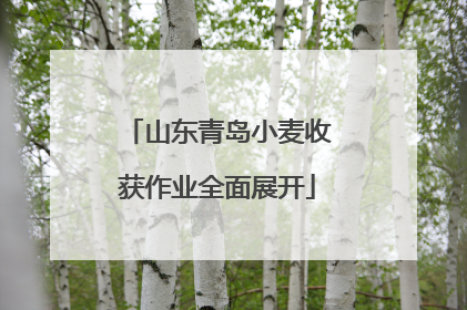 山东青岛小麦收获作业全面展开