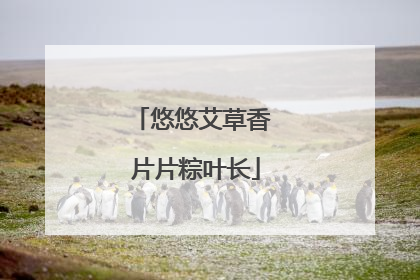 悠悠艾草香 片片粽叶长
