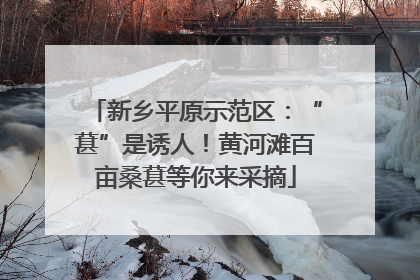 新乡平原示范区：“葚”是诱人！黄河滩百亩桑葚等你来采摘