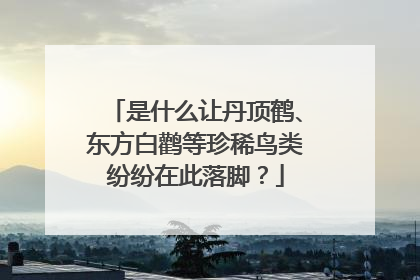 是什么让丹顶鹤、东方白鹳等珍稀鸟类纷纷在此落脚？