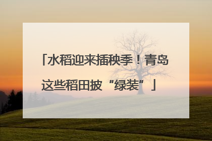 水稻迎来插秧季！青岛这些稻田披“绿装”