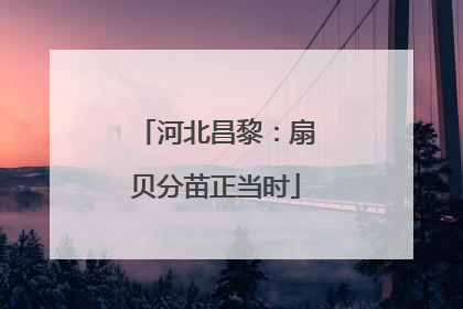 河北昌黎：扇贝分苗正当时