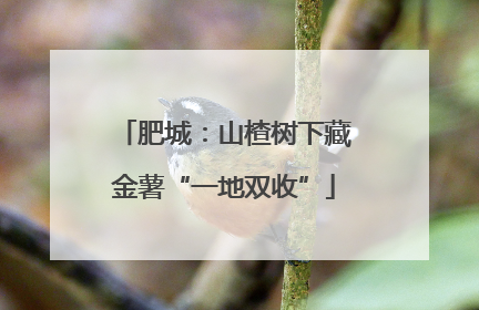 肥城：山楂树下藏金薯“一地双收”
