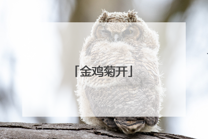 金鸡菊开