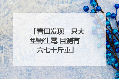 青田发现一只大型野生鼋 目测有六七十斤重